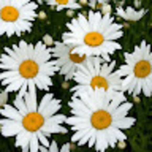 s_ligenza